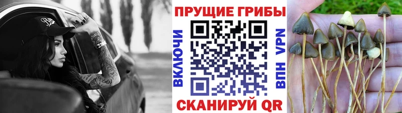 Псилоцибиновые грибы Cubensis мориарти состав Долгопрудный
